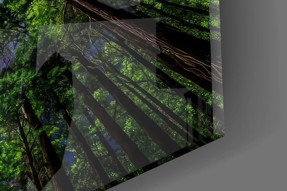 Redwood Canopy Milky Way Night Sky Glass Wall Art
