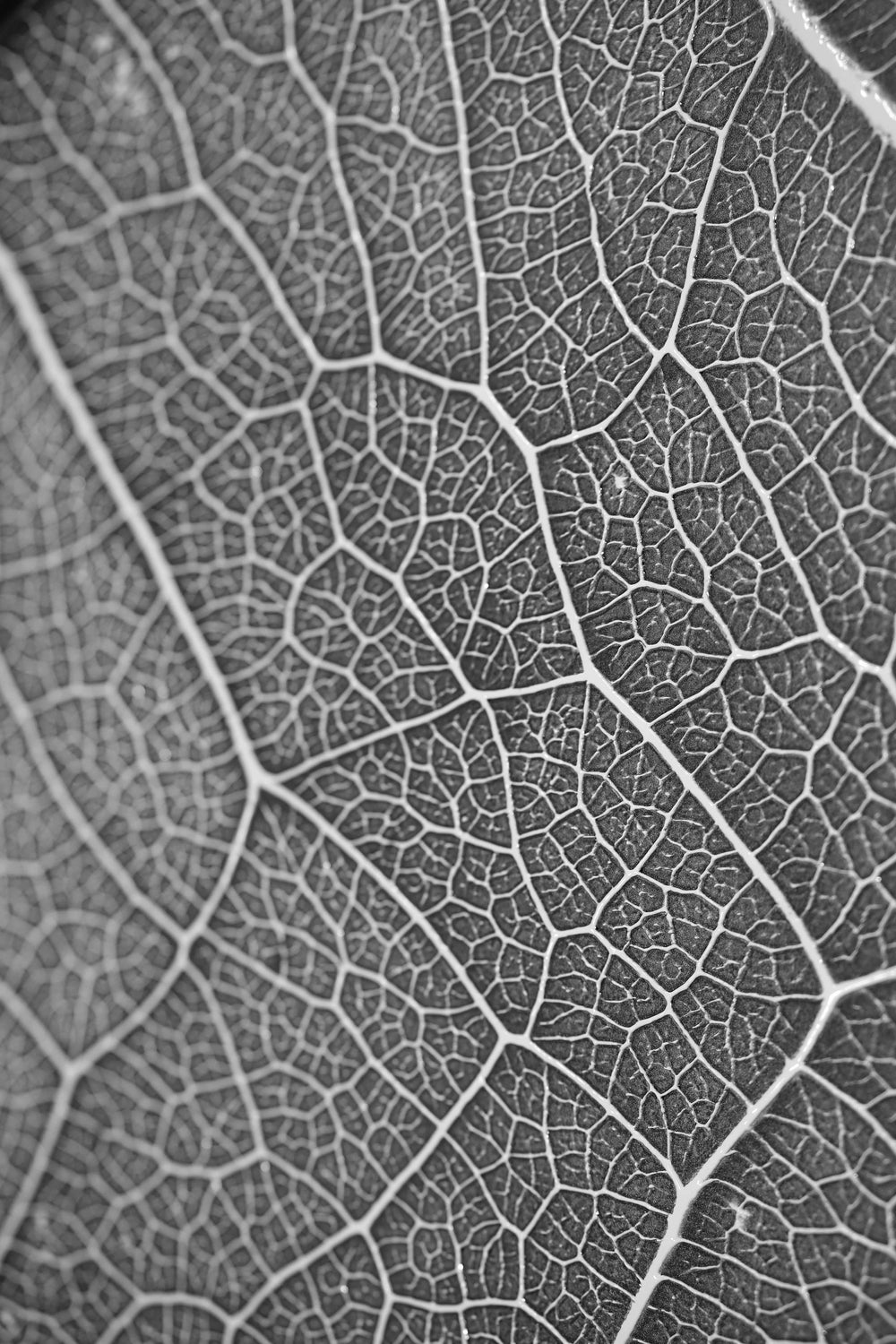 Silver Veins – 3D Kabartmalı, Parlak Lak Detaylı Alüminyum Tablo