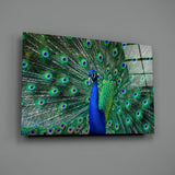 Tavuskuşu Cam Sanatı Cam Tablo