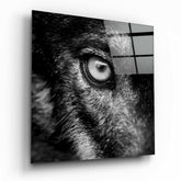 Kurt Bakışı Cam Tablo.
