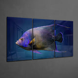 Kraliçe Melek Balığı Mega Cam Tablo.