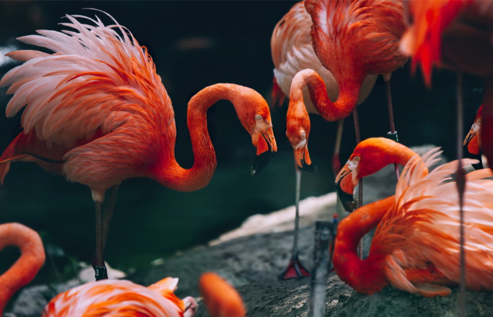 Flamingolar Cam Tablo