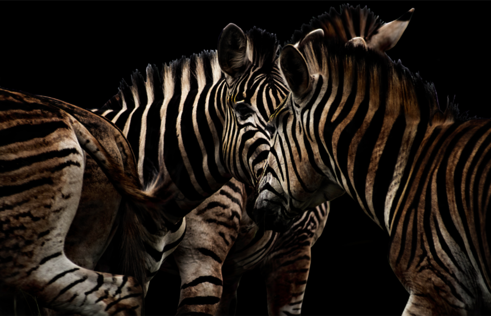 Zebra Cam Tablo