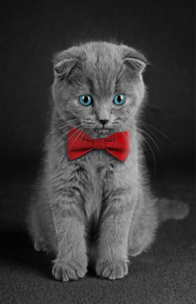 Kedi Cam Tablo