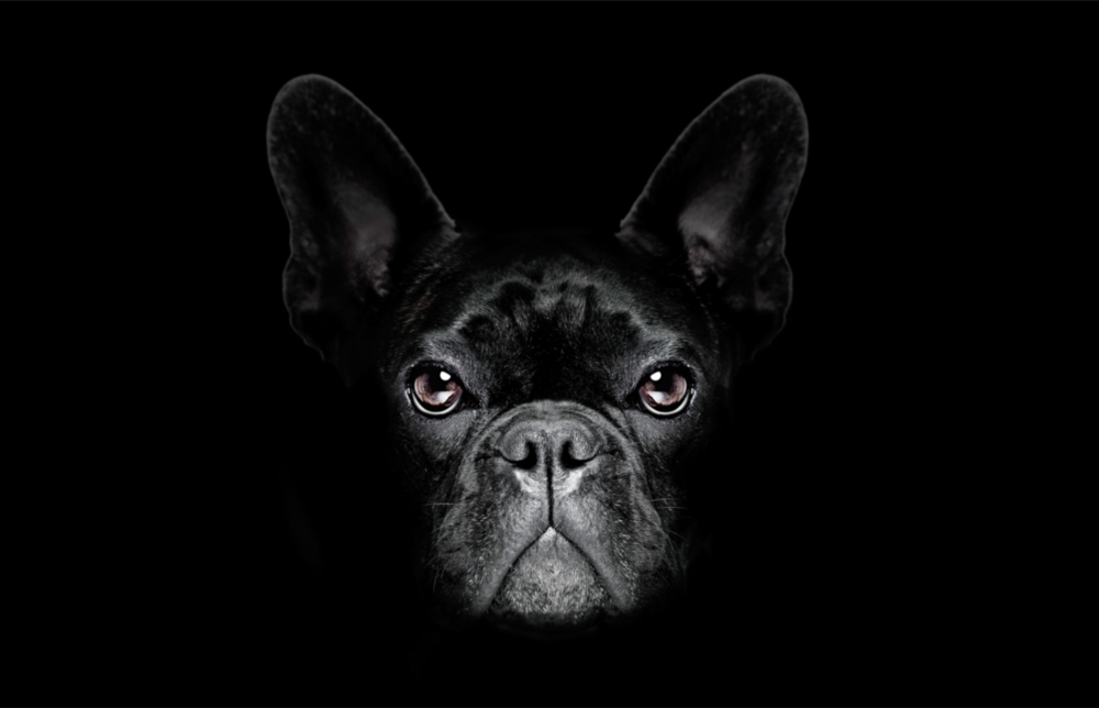 Köpek  Cam Tablo
