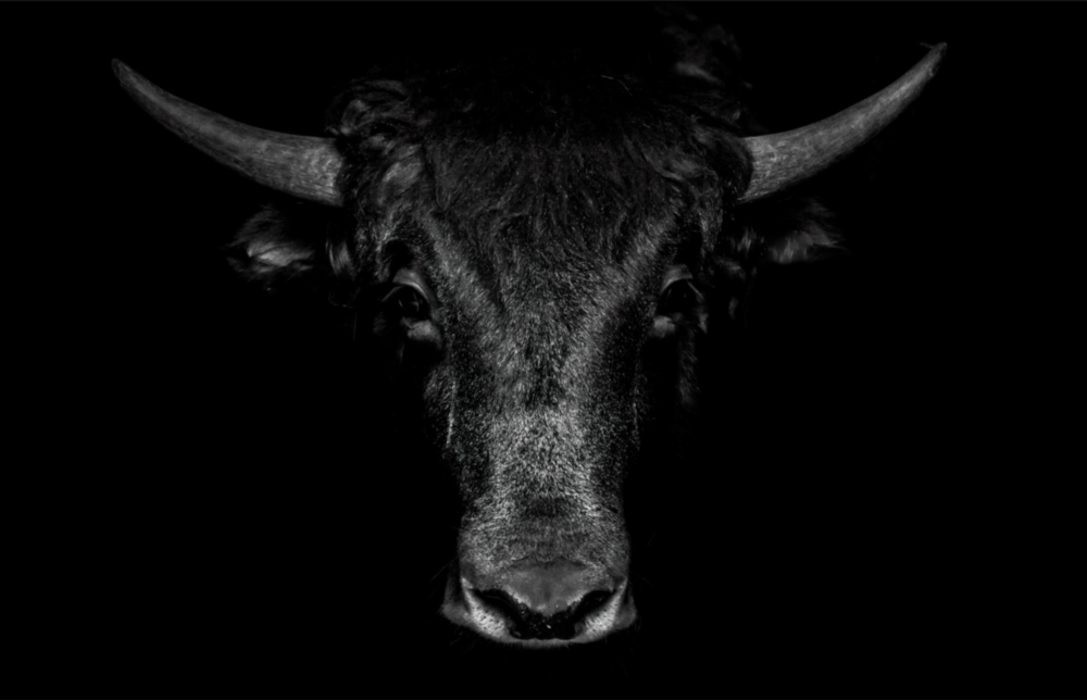 Buffalo Cam Sanatı Cam Tablo