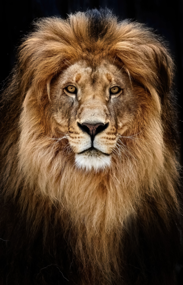 Aslan  Cam Tablo