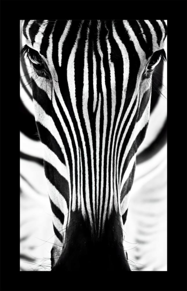 Zebra Cam Tablo