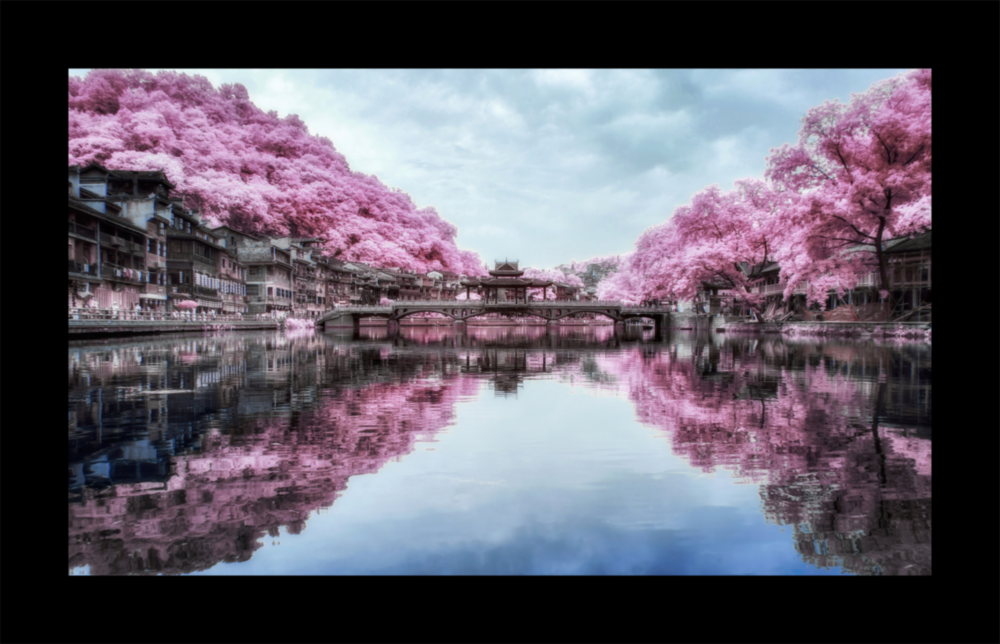 Sakura Ağaçları Cam Tablo