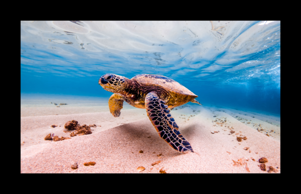 Kaplumbağa  Cam Tablo