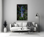 Redwood Canopy Milky Way Night Sky Glass Wall Art