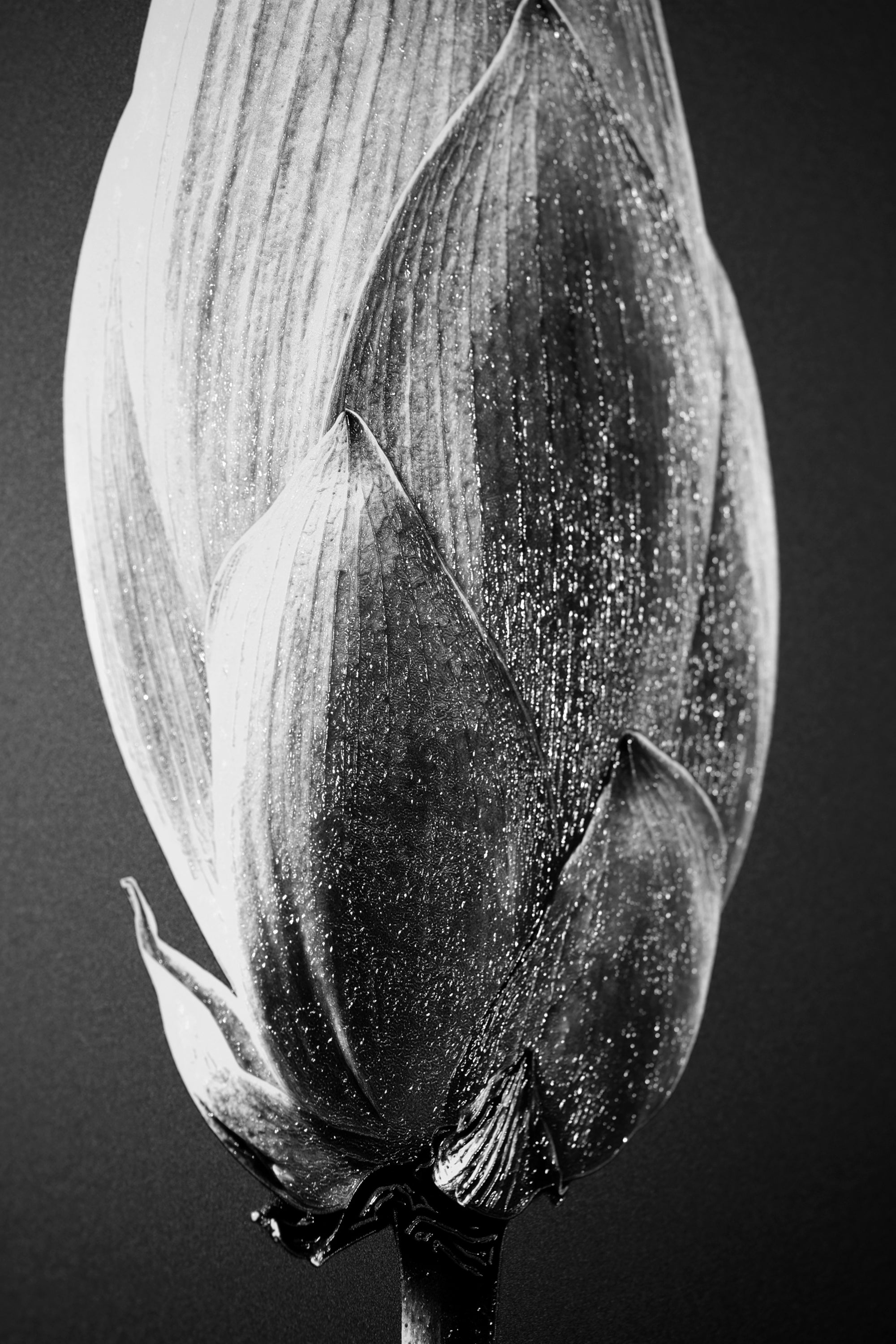 Noir Bloom Radiance: Siyahın Asaleti — Hissedilebilir 3D Kabartma + Parlak Lake Baskı