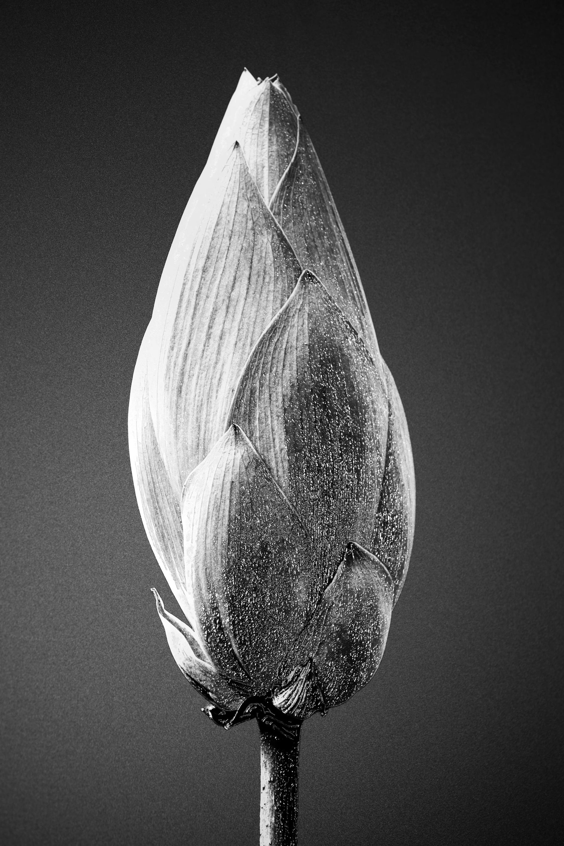 Noir Bloom Radiance: Siyahın Asaleti — Hissedilebilir 3D Kabartma + Parlak Lake Baskı