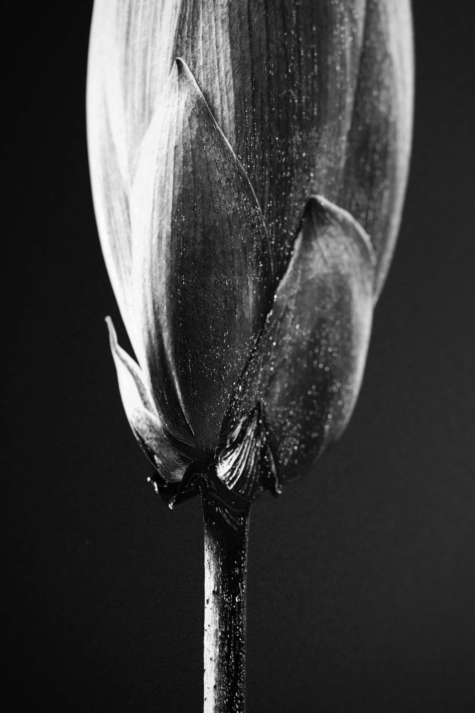 Noir Bloom Radiance: Siyahın Asaleti — Hissedilebilir 3D Kabartma + Parlak Lake Baskı