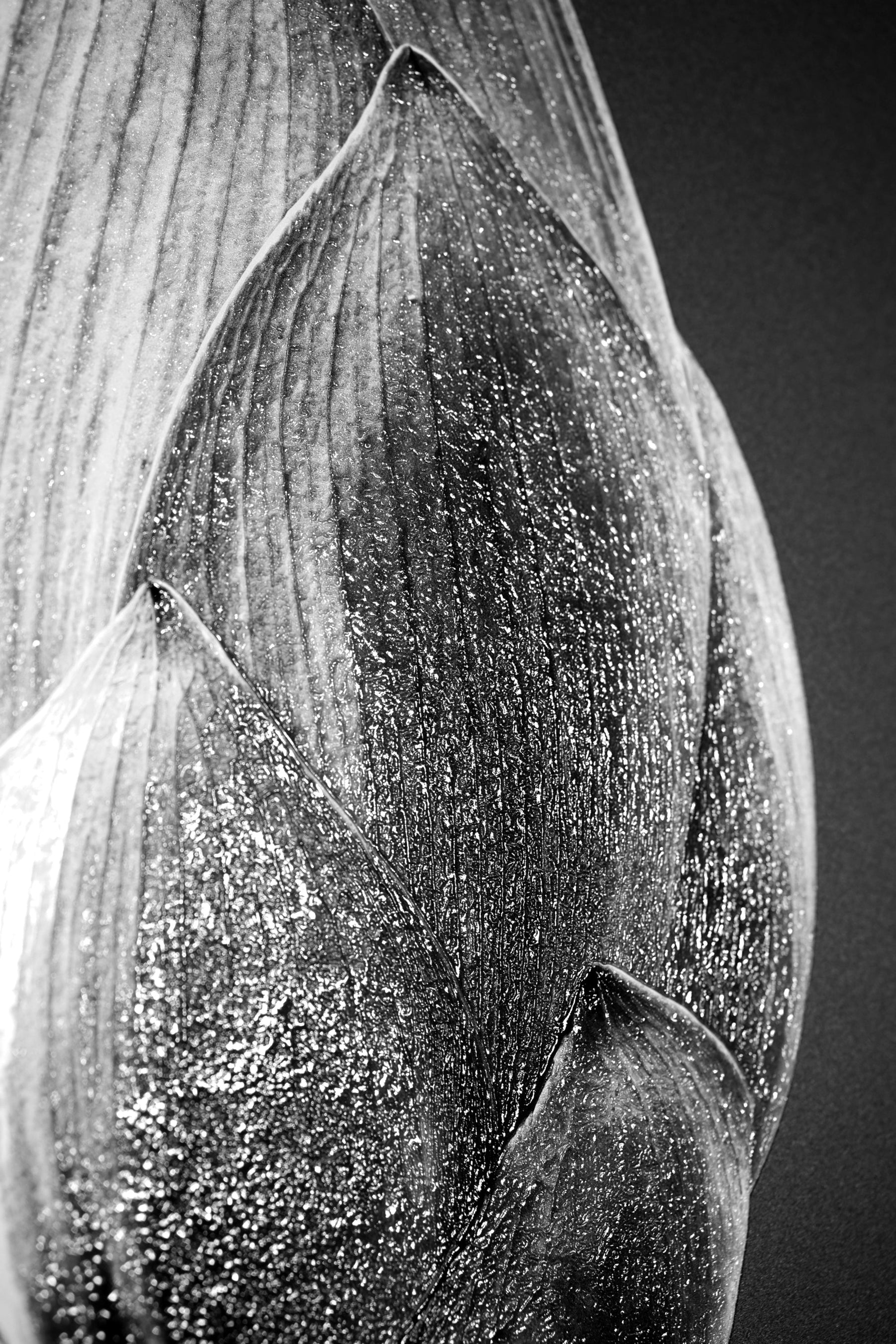 Noir Bloom Radiance: Siyahın Asaleti — Hissedilebilir 3D Kabartma + Parlak Lake Baskı