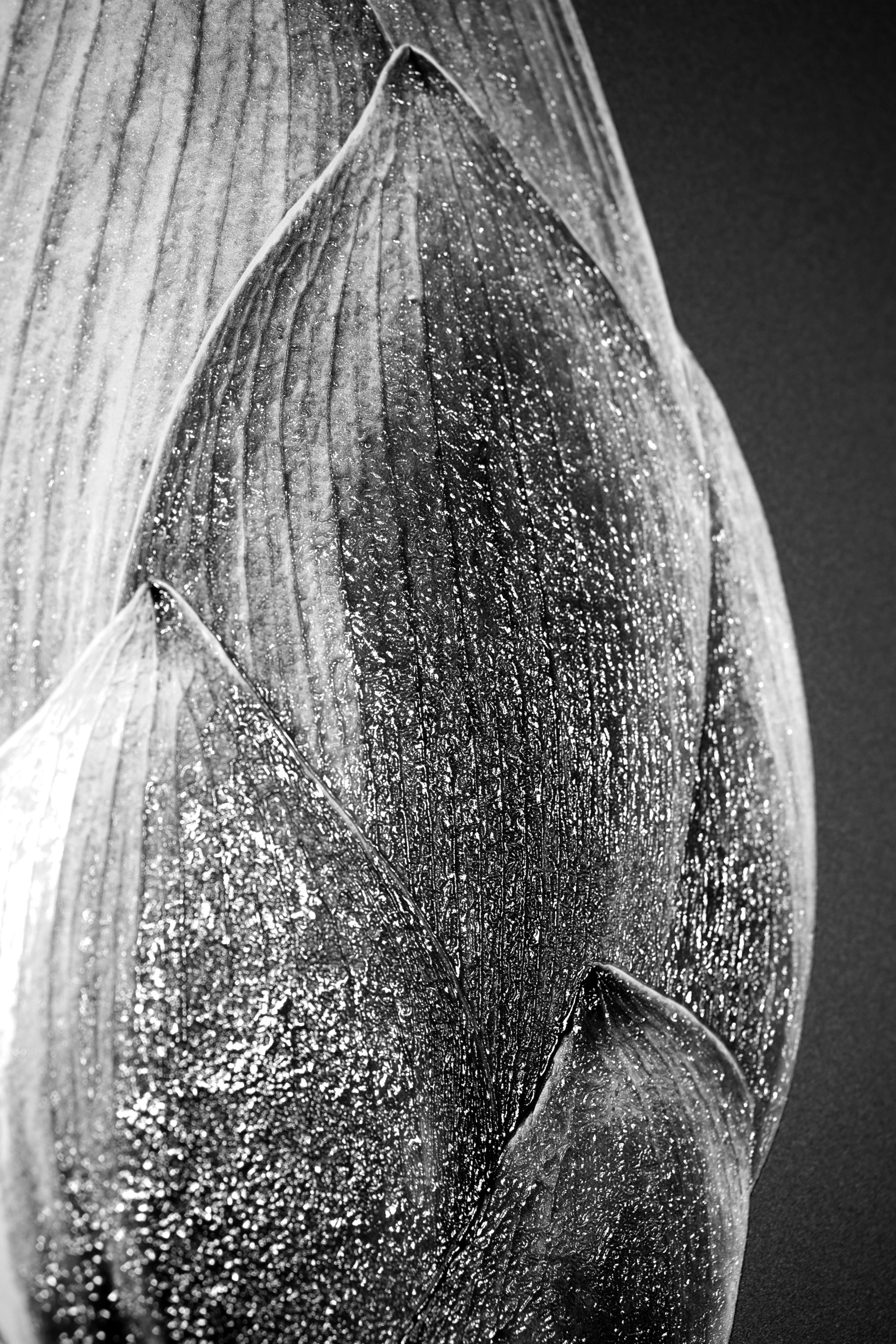 Noir Bloom Radiance: Siyahın Asaleti — Hissedilebilir 3D Kabartma + Parlak Lake Baskı