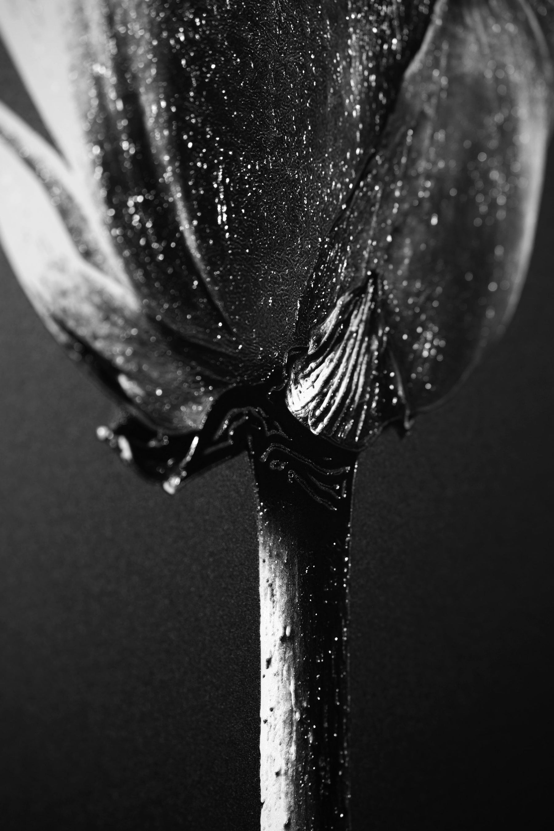 Noir Bloom Radiance: Siyahın Asaleti — Hissedilebilir 3D Kabartma + Parlak Lake Baskı