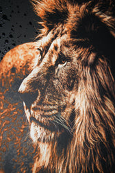 Lacquer Rain King – 3D Kabartmalı Parlak Lak Aslan Tablo