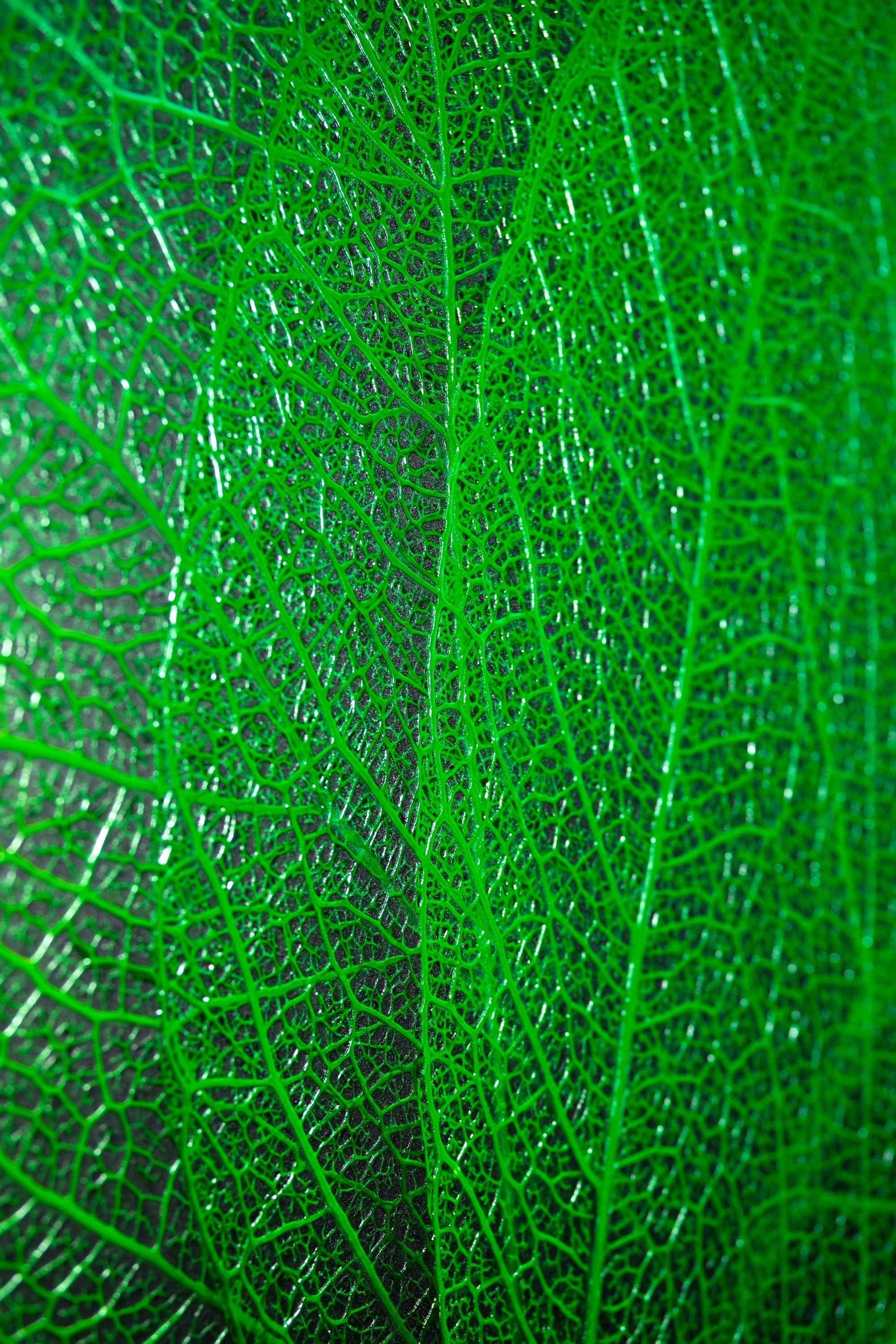 Verdant Lattice: Botanik Ağ — Hissedilebilir 3D Kabartma + Parlak Lake Baskı