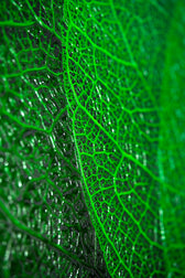 Verdant Lattice: Botanik Ağ — Hissedilebilir 3D Kabartma + Parlak Lake Baskı