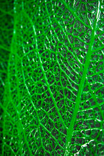 Verdant Lattice: Botanik Ağ — Hissedilebilir 3D Kabartma + Parlak Lake Baskı