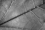 Silver Veins – 3D Kabartmalı, Parlak Lak Detaylı Alüminyum Tablo
