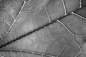Silver Veins – 3D Kabartmalı, Parlak Lak Detaylı Alüminyum Tablo