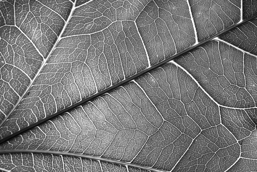 Silver Veins – 3D Kabartmalı, Parlak Lak Detaylı Alüminyum Tablo