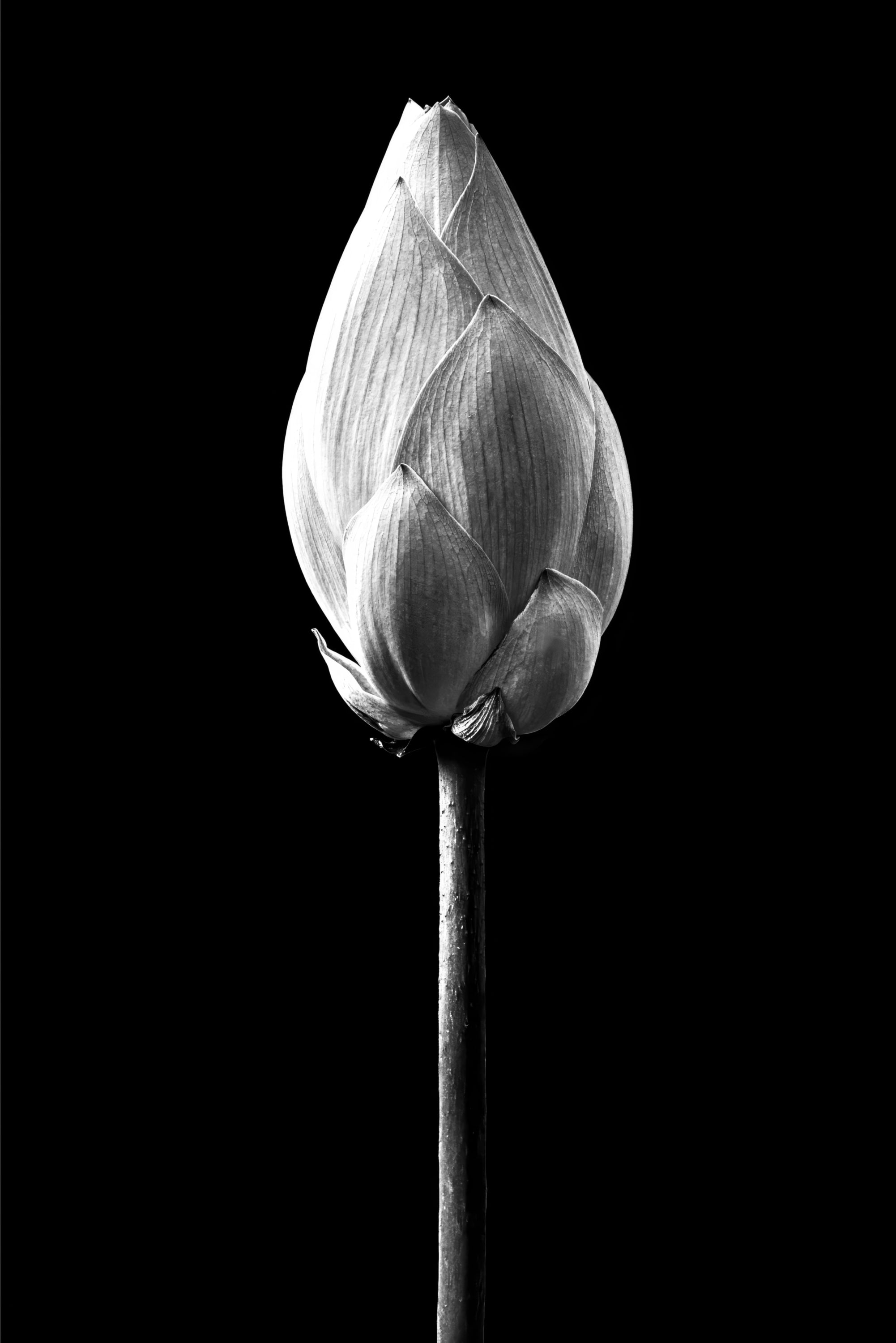 Noir Bloom Radiance: Siyahın Asaleti — Hissedilebilir 3D Kabartma + Parlak Lake Baskı