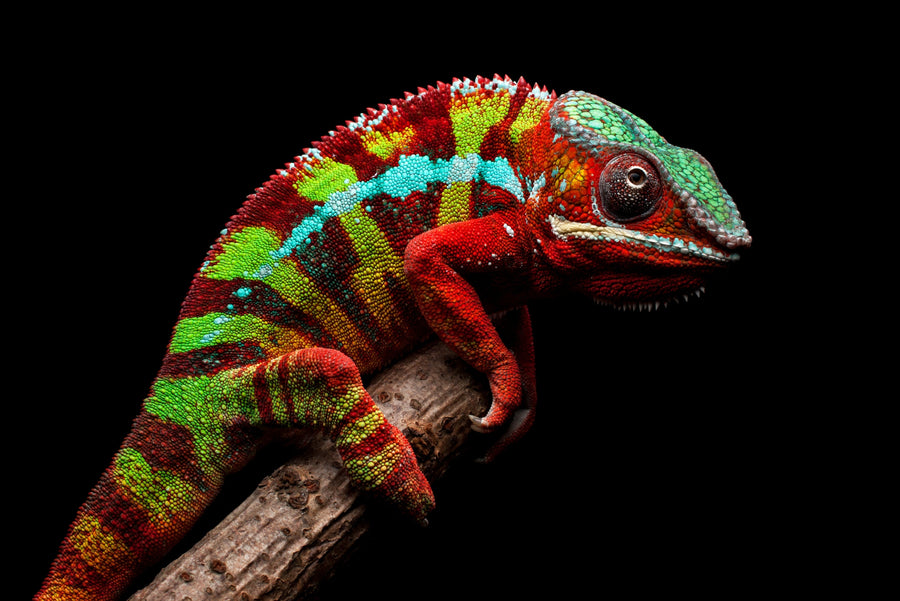 Prismskin Guardian, Prizma Muhafızı — Dokunsal 3D Rölyef ve Yüksek Parlaklıkta Lake