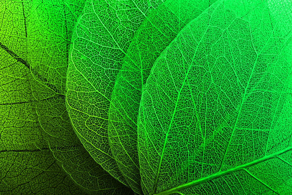 Verdant Lattice: Botanik Ağ — Hissedilebilir 3D Kabartma + Parlak Lake Baskı