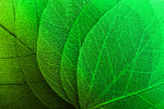 Verdant Lattice: Botanik Ağ — Hissedilebilir 3D Kabartma + Parlak Lake Baskı
