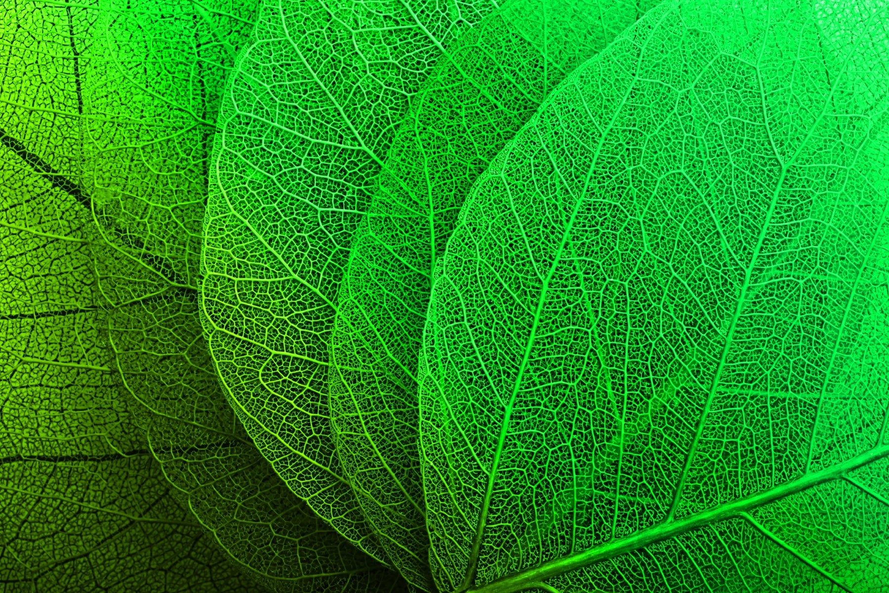 Verdant Lattice: Botanik Ağ — Hissedilebilir 3D Kabartma + Parlak Lake Baskı