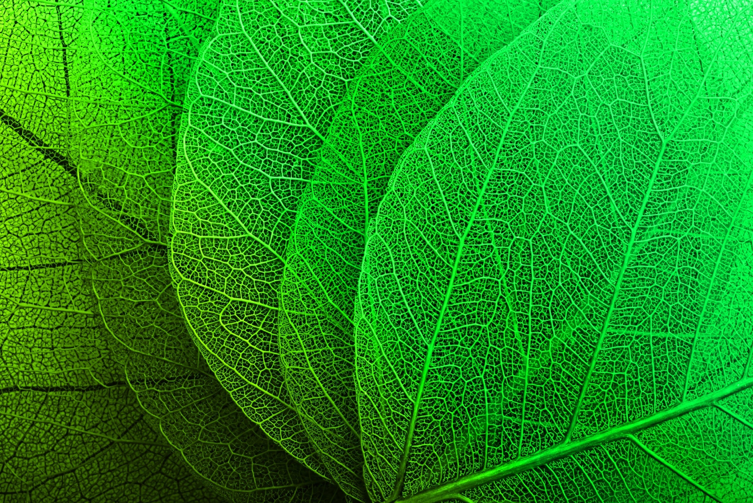 Verdant Lattice: Botanik Ağ — Hissedilebilir 3D Kabartma + Parlak Lake Baskı