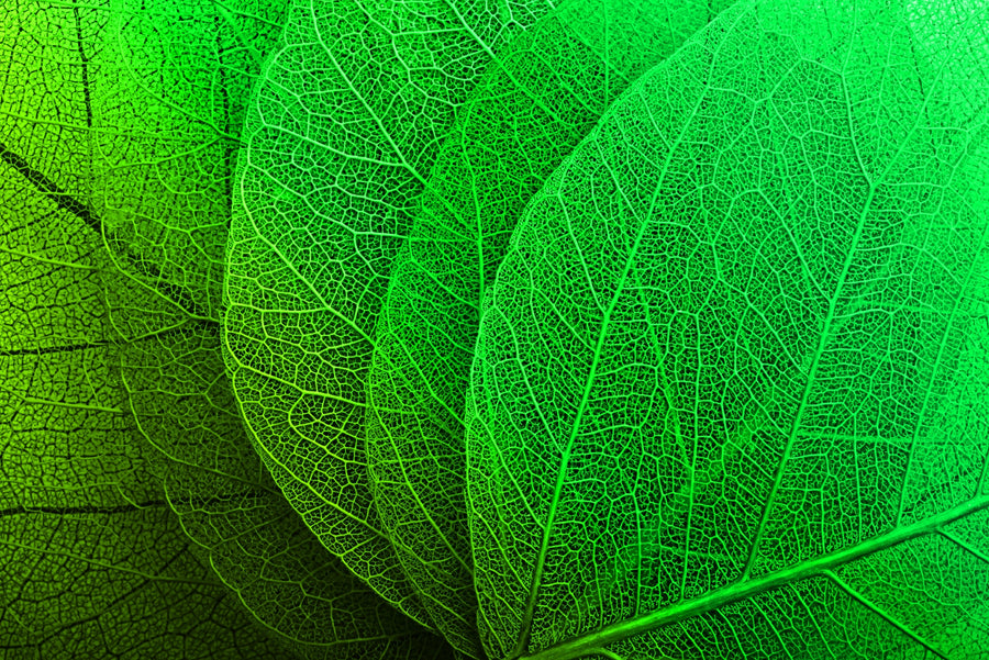 Verdant Lattice: Botanik Ağ — Hissedilebilir 3D Kabartma + Parlak Lake Baskı