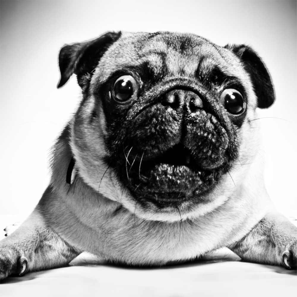 Pug Cam Tablo