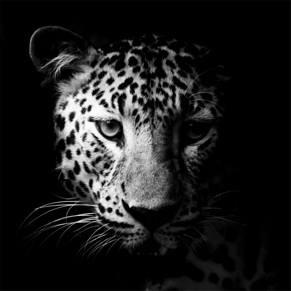 Leopar Cam Tablo