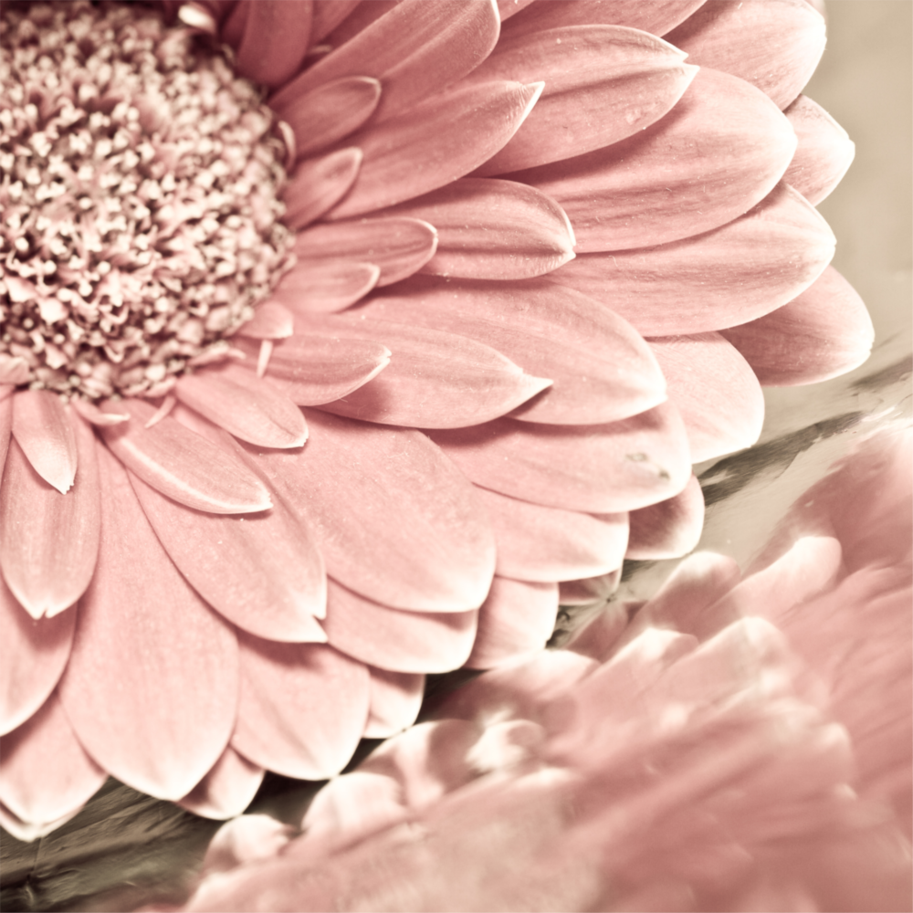 Pembe Çiçek Cam Tablo