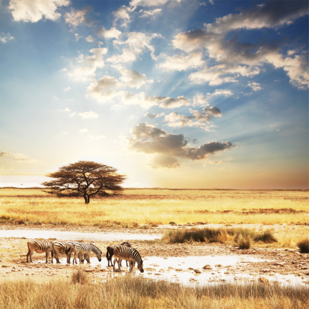 Afrika (Geniş Çayır) Cam Tablo