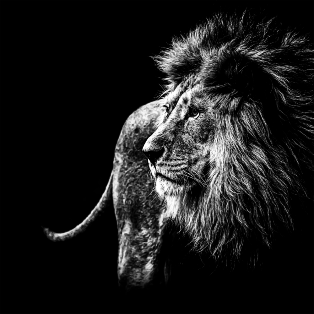 Aslan Cam Tablo