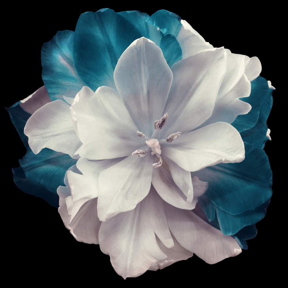 Floral Cam Tablo