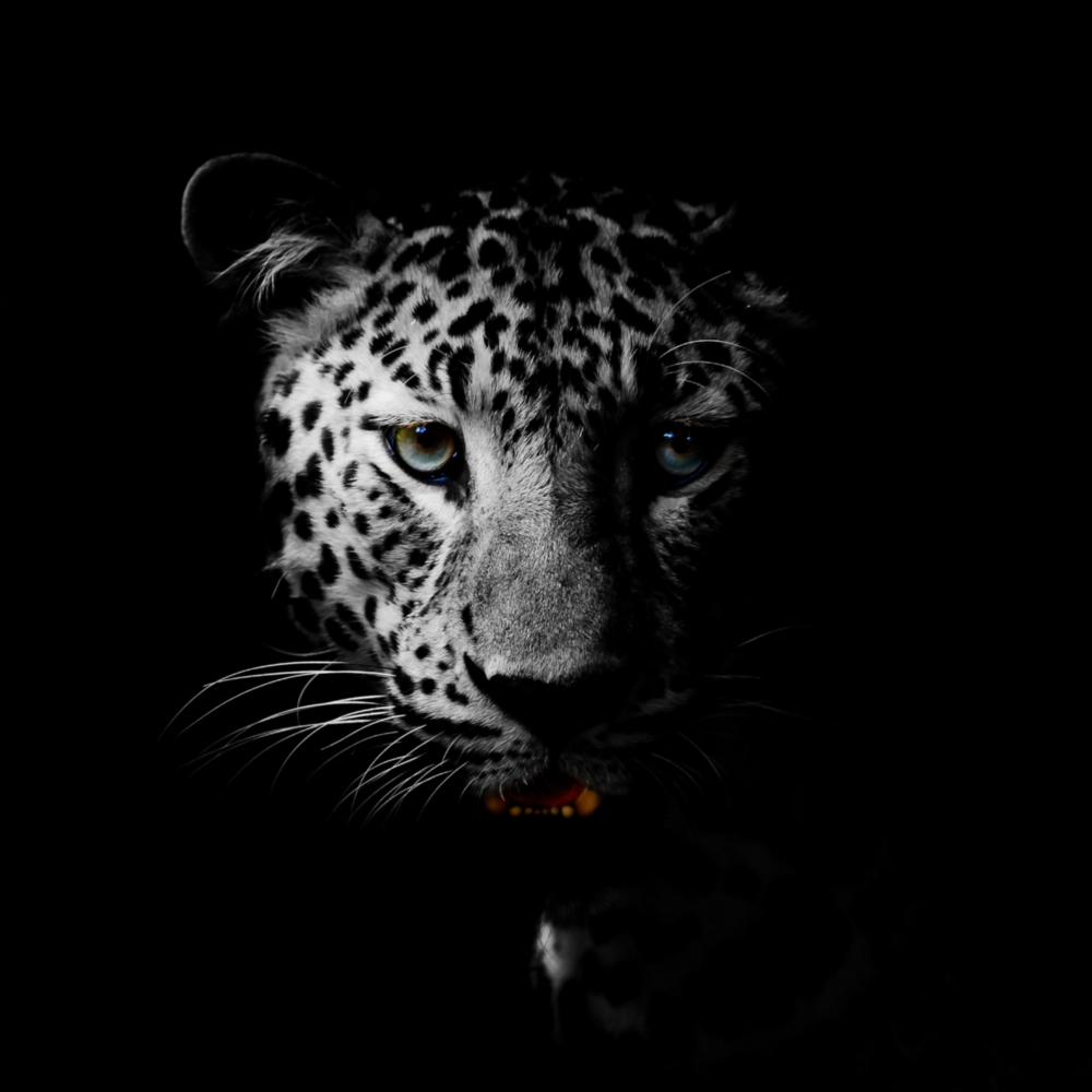 Leopar Cam Tablo
