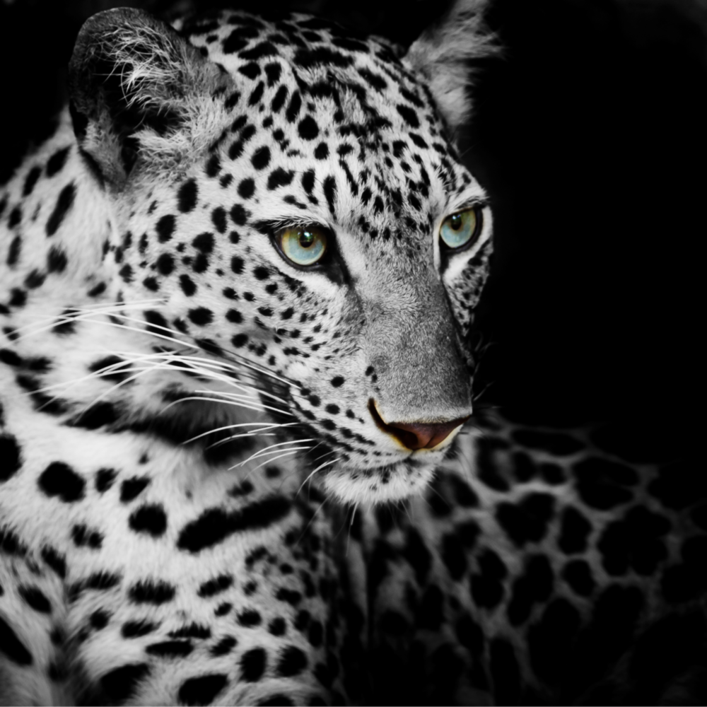 Leopar Cam Tablo