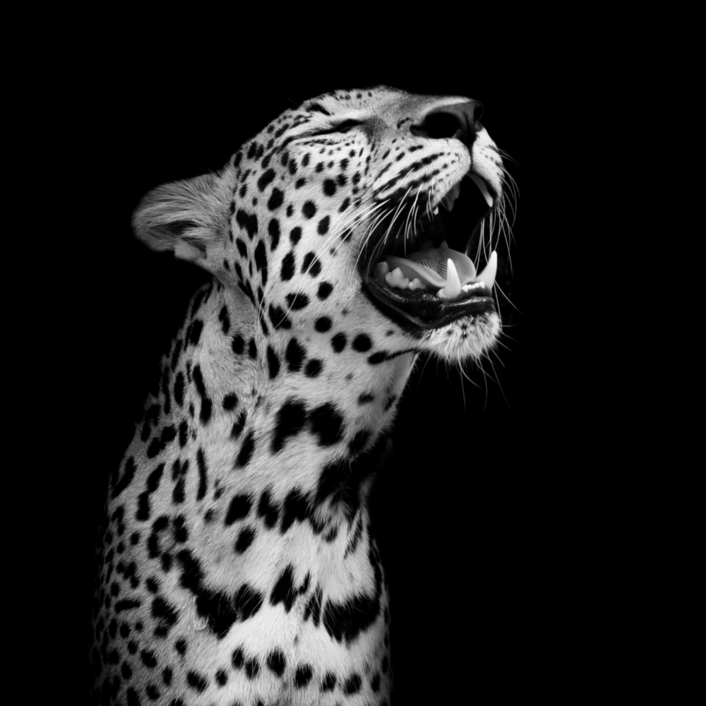 Leopar Cam Tablo