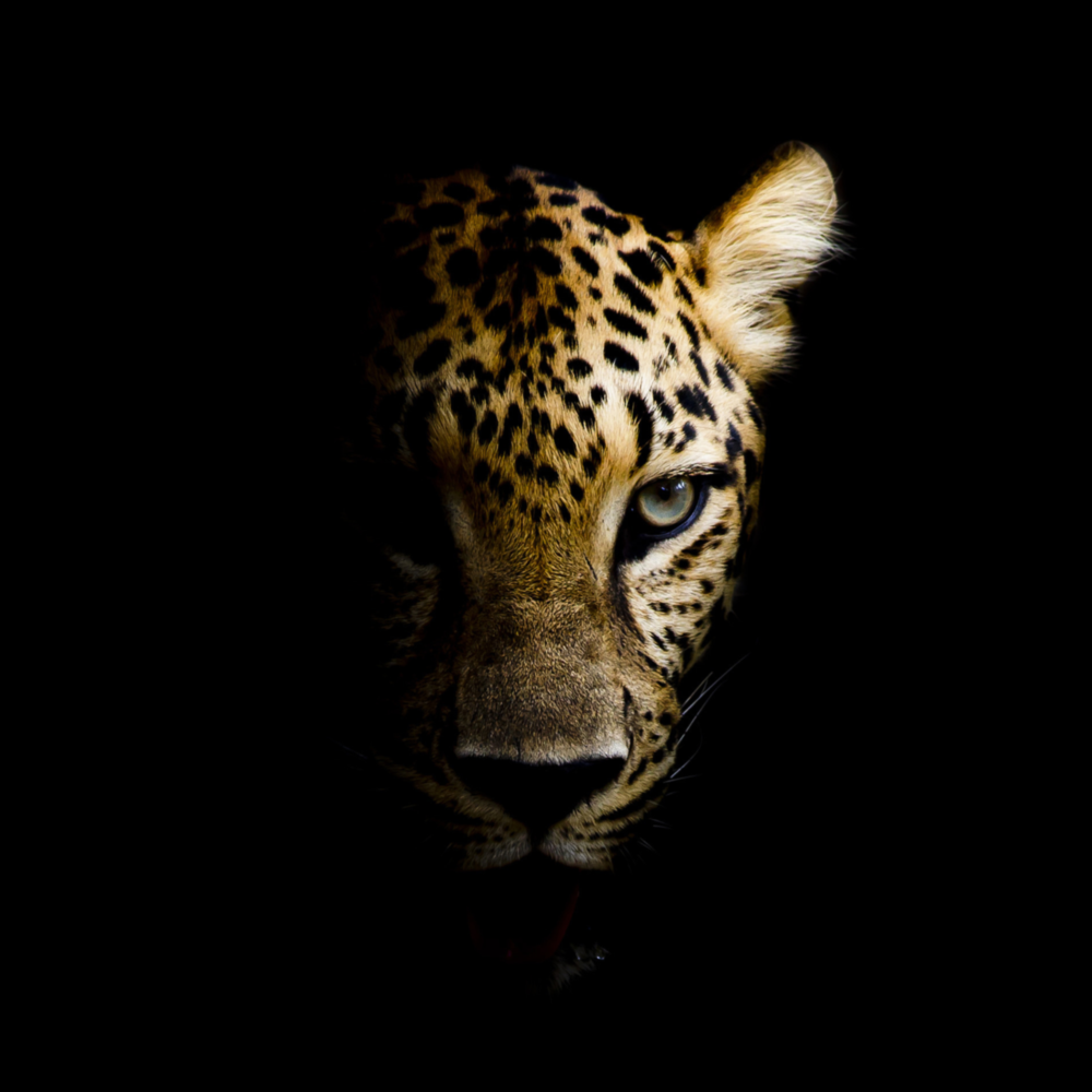 Leopar Cam Tablo