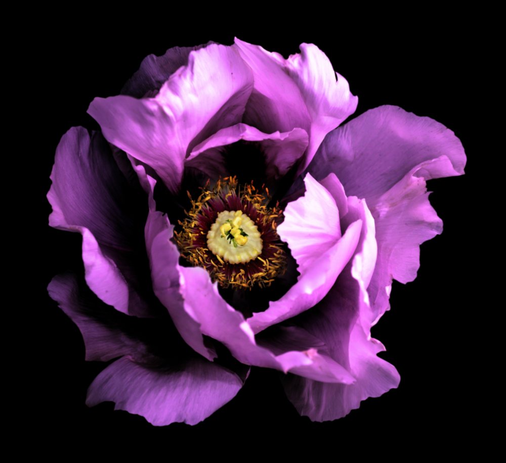Floral Pembe Cam Tablo