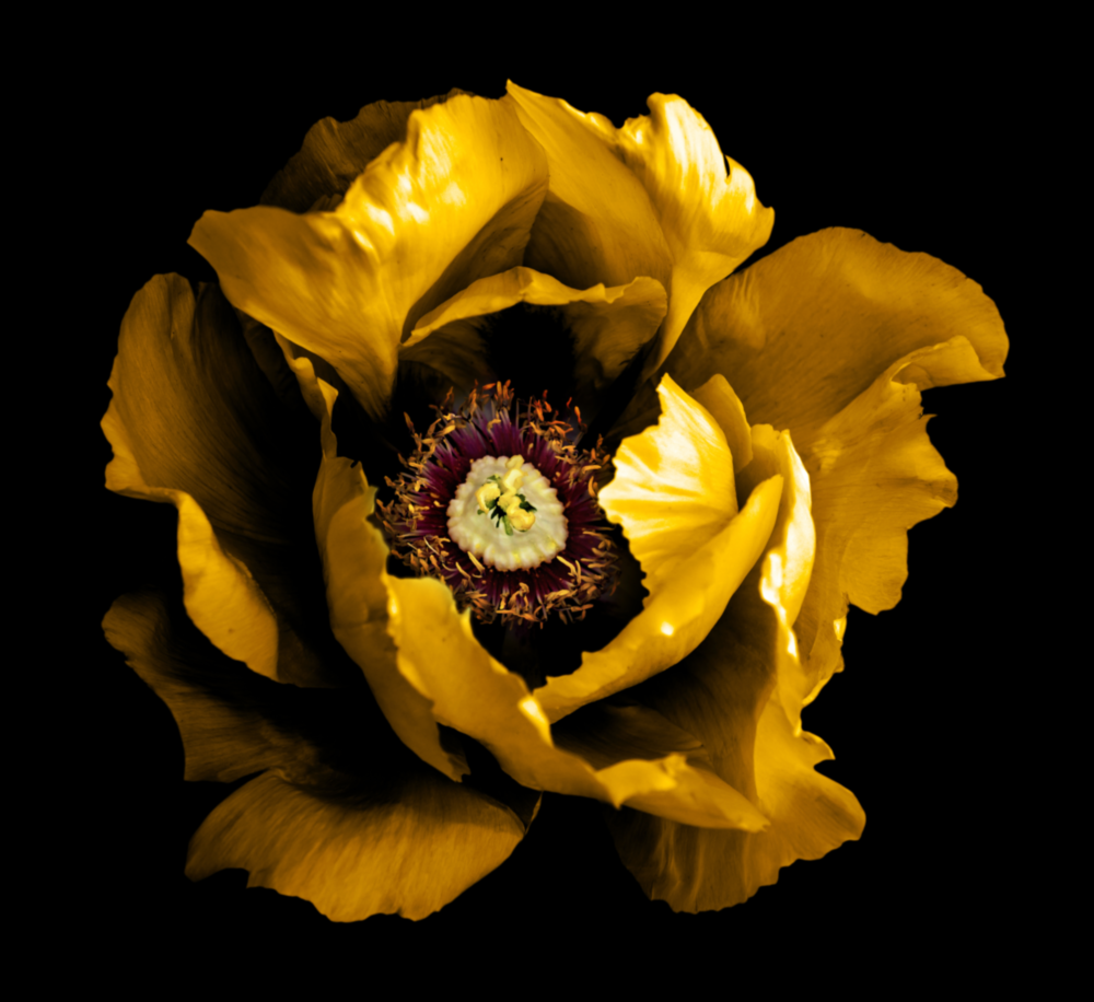 Floral Sarı Cam Tablo