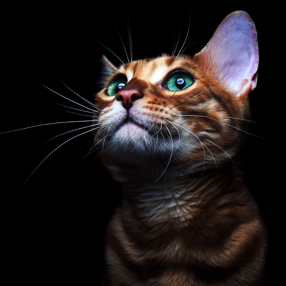 Yavru Kedi Cam Tablo