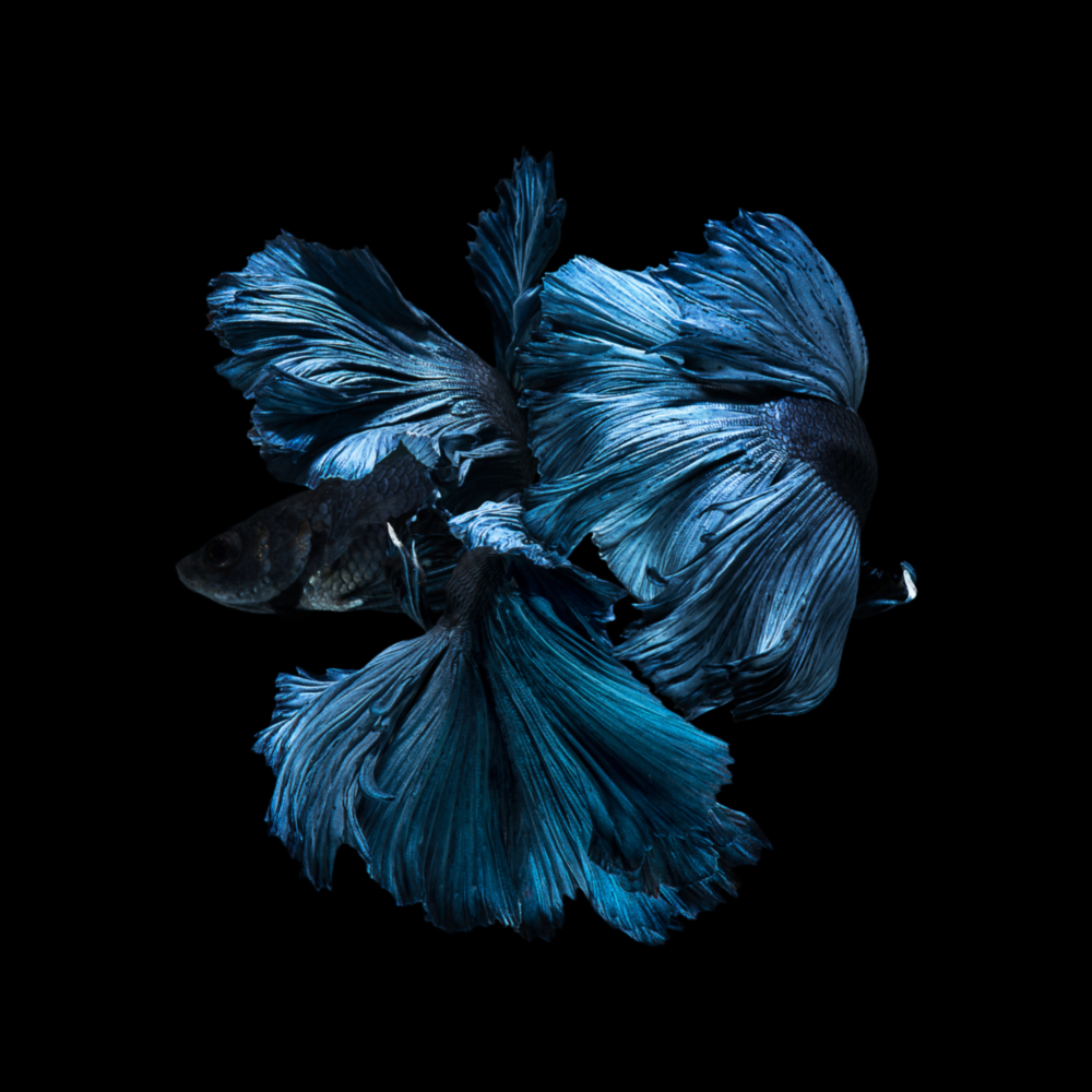 Betta Balık Cam Tablo