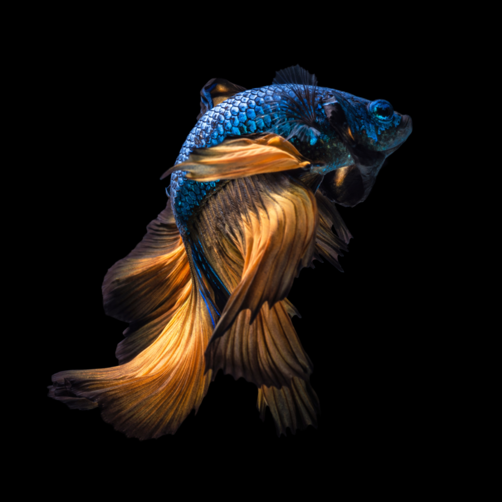 Betta Balık Cam Tablo